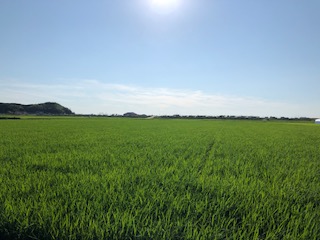 梅雨明けやコロナワクチン打ちにけり