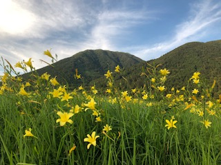 三瓶山西の原に、ゆうすげ咲く